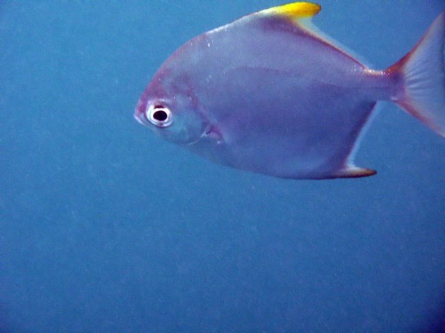    / Seychelles