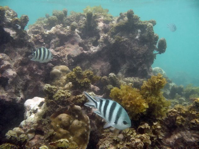    / Seychelles