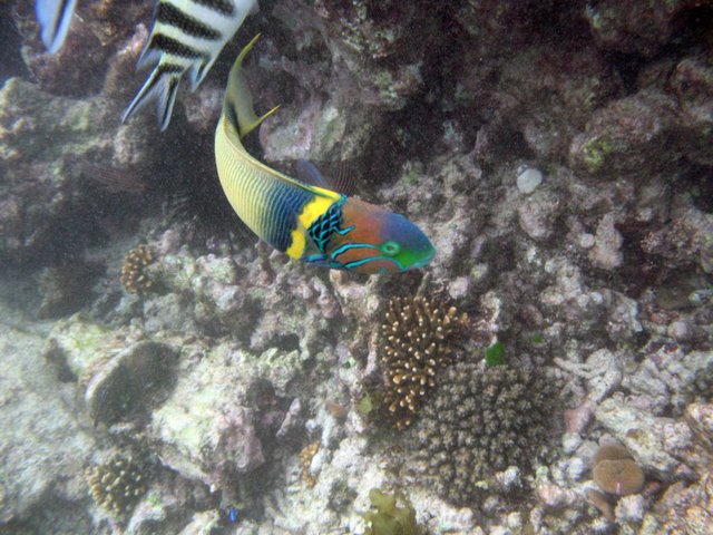    / Seychelles