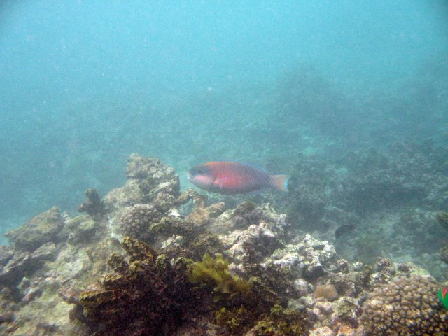    / Seychelles