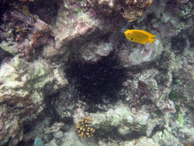    / Seychelles
