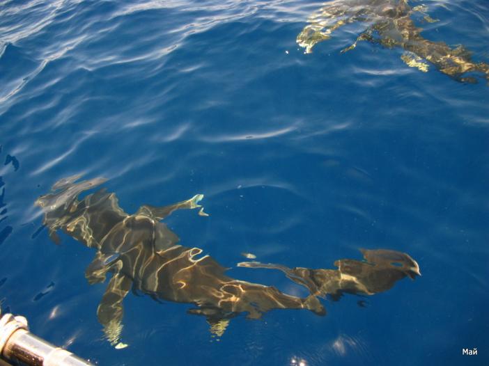 Longimanus (2!)