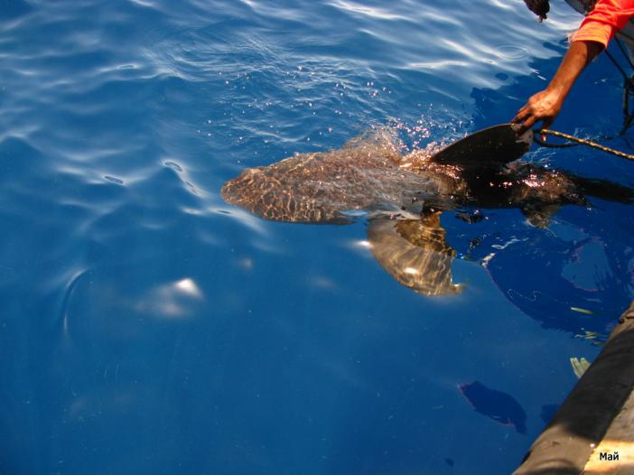 Longimanus