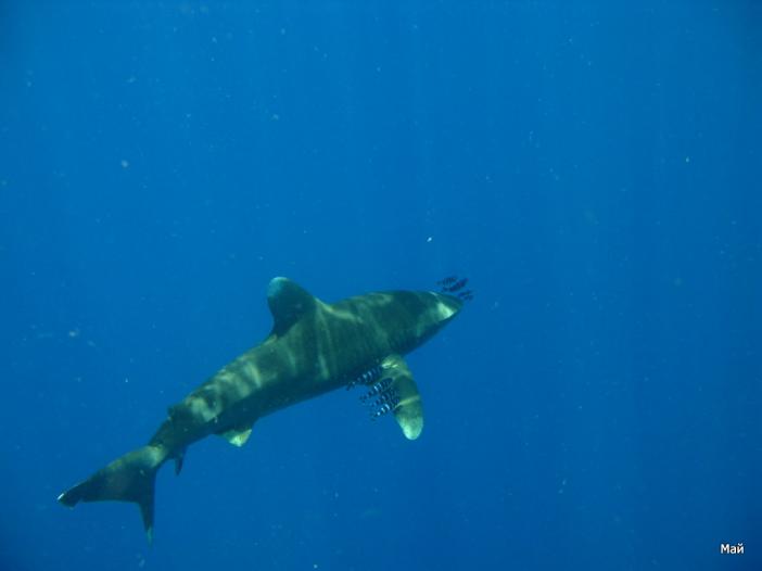 Longimanus