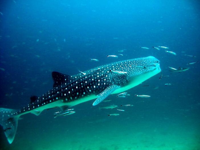 Whale shark