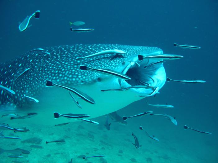 Whale shark