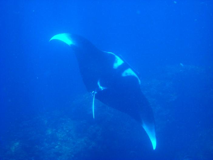 Manta Ray