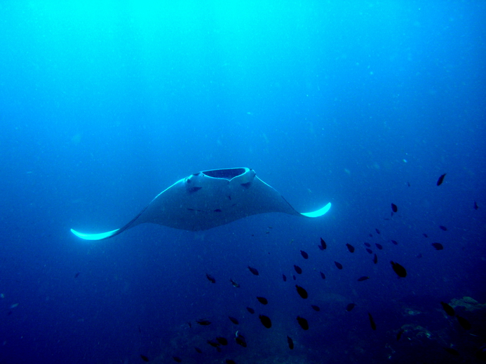 Manta Ray