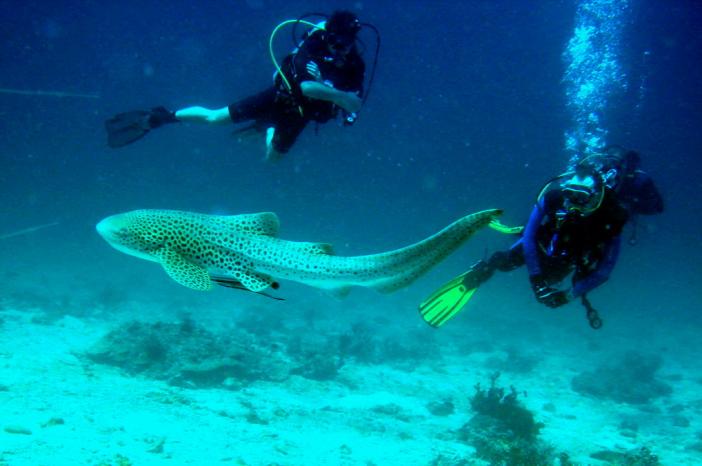 Leopard shark