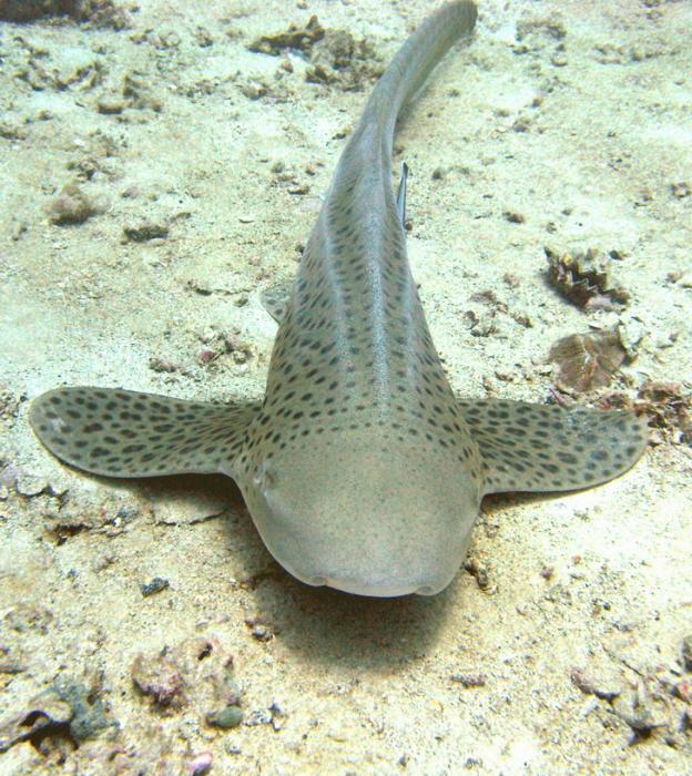 Leopard shark