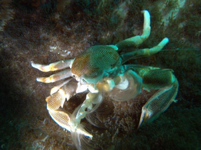 Anemone crab