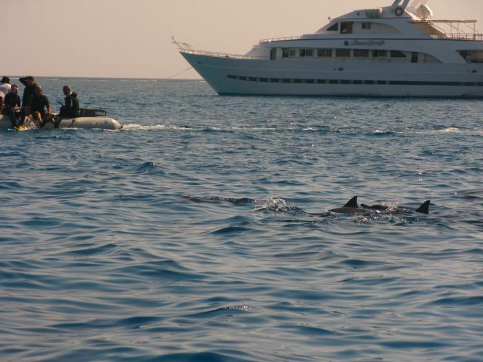 Дельфины, зодиаки, яхты