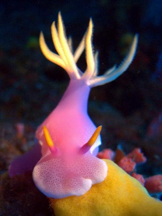 Hypselodoris apolegma