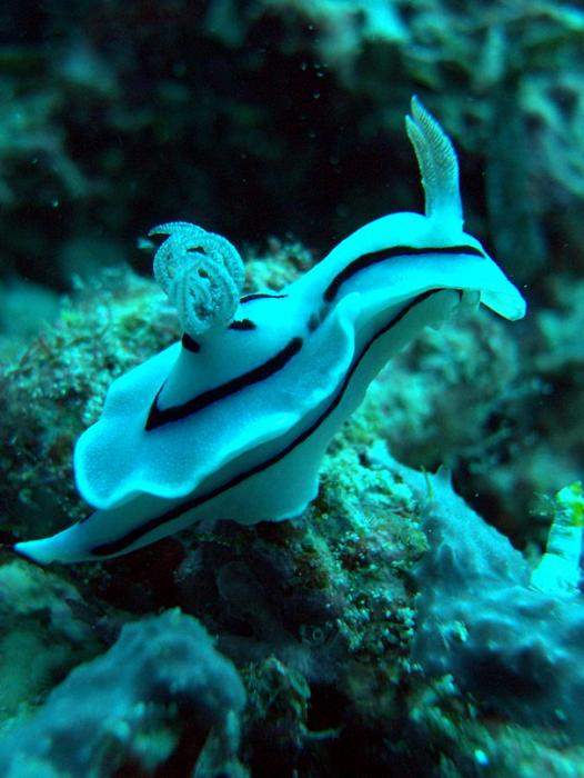 Chromodoris willani