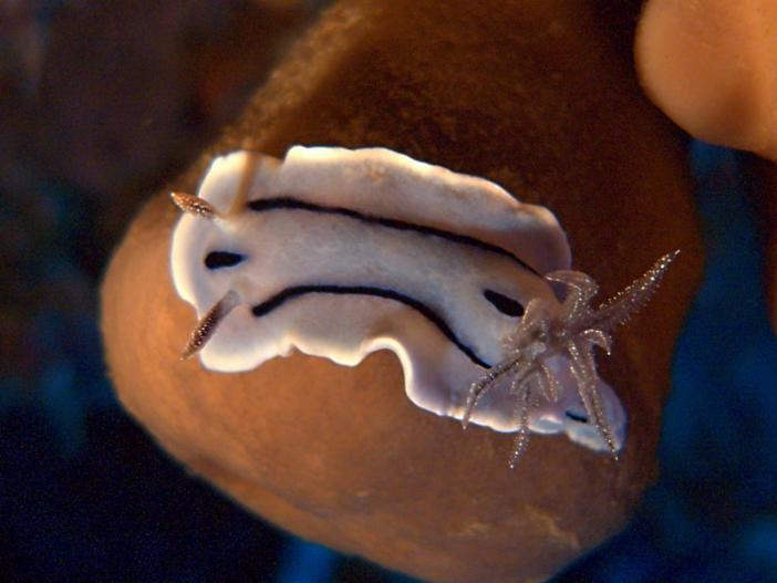 Chromodoris willani