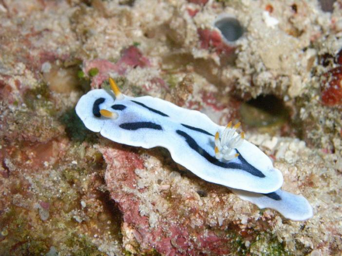 Chromodoris dianae