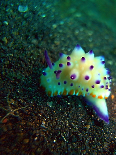 Hypselodoris