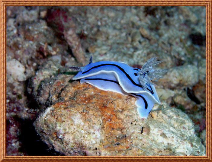 Chromodoris willani