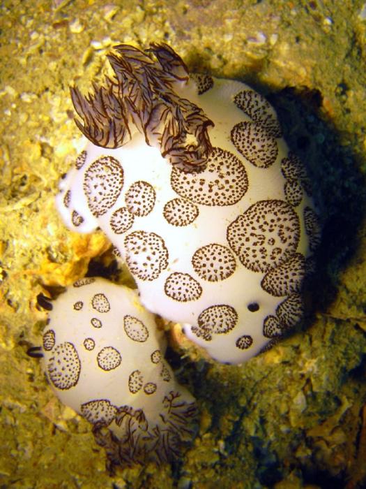 Jorunna funebris