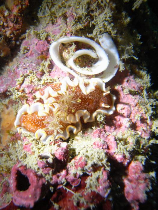 Glossodoris sp 11