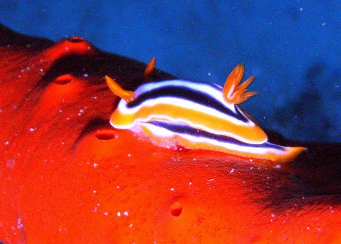 Chromodoris magnifica