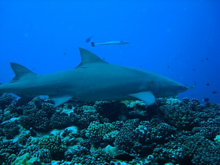 Lemon shark