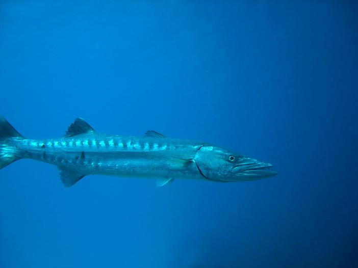 Barracuda