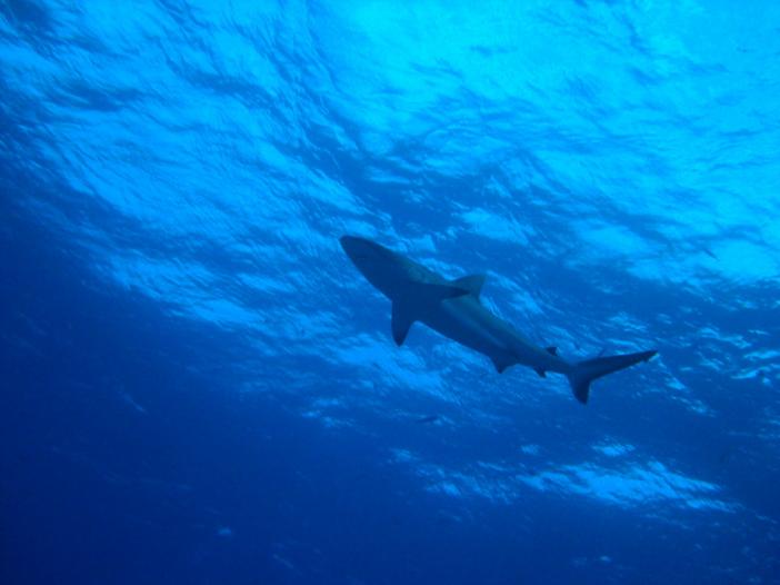 Gray Reef Shark