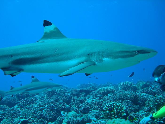 Blacktip Reef Shark 1