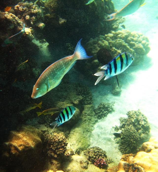 Рыбы Красного моря