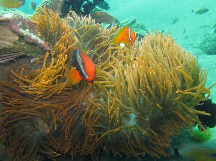 Eldorado house reef