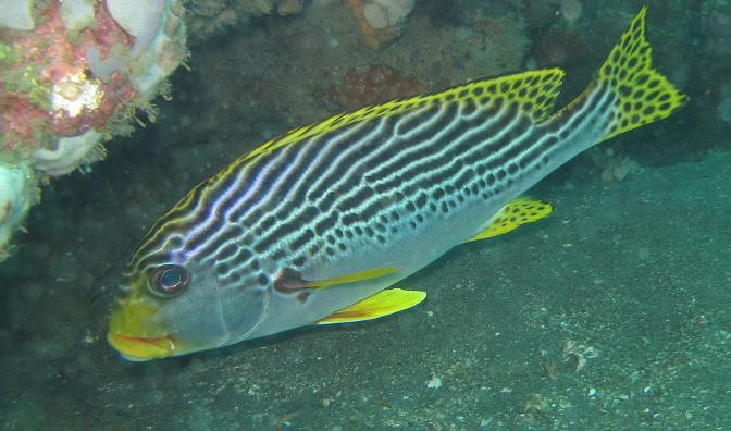 Eldorado house reef