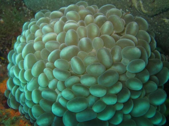 Eldorado house reef