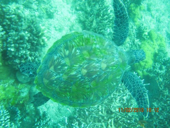 Apo Island,Chapel