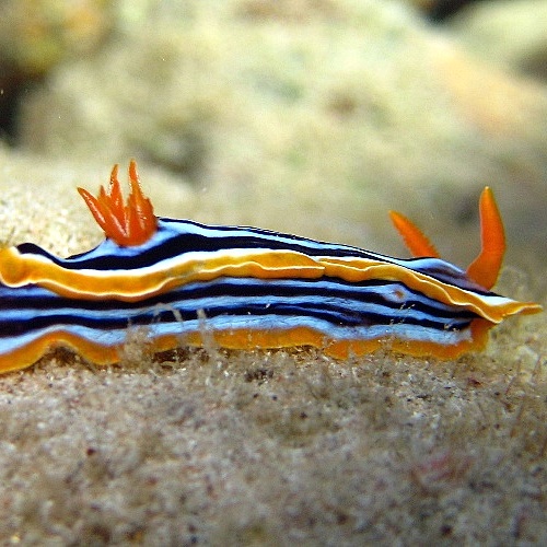 Голожаберный моллюск Африканский хромодорис.