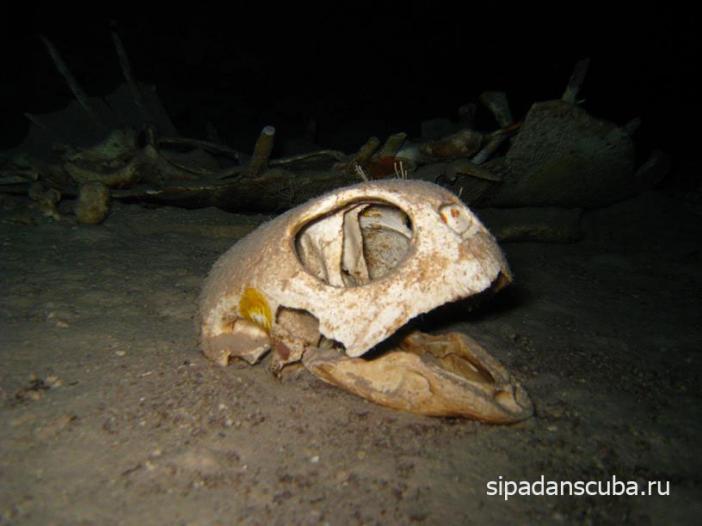 череп череп черепаха