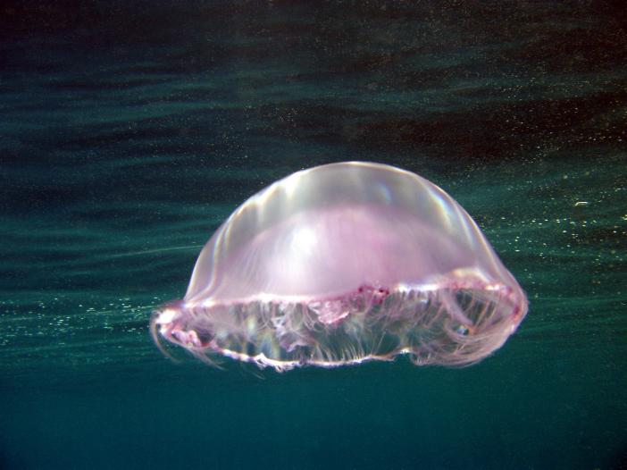 Космический медуз