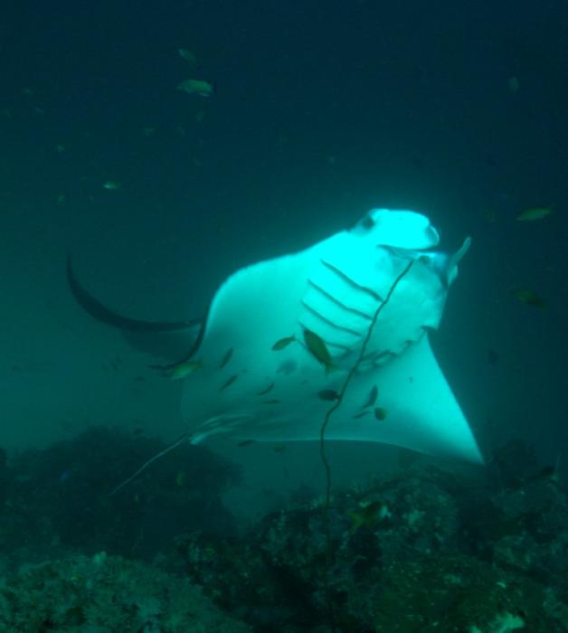 Manta Alley