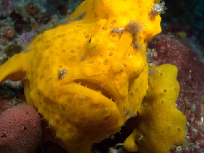 FROGFISH