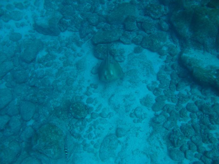www.dive-man.ru