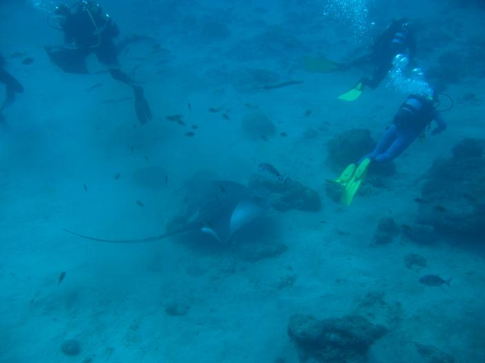 www.dive-man.ru