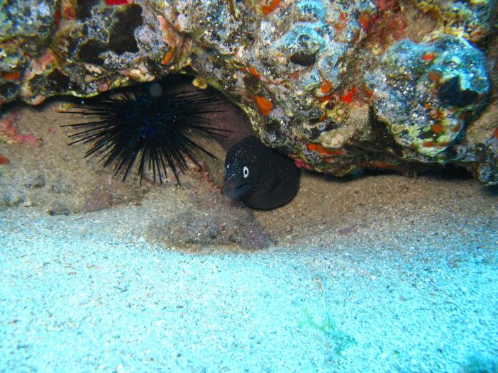 www.dive-man.ru