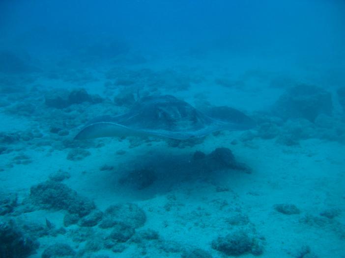 www.dive-man.ru