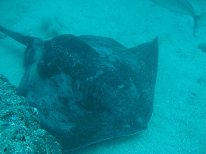 www.dive-man.ru