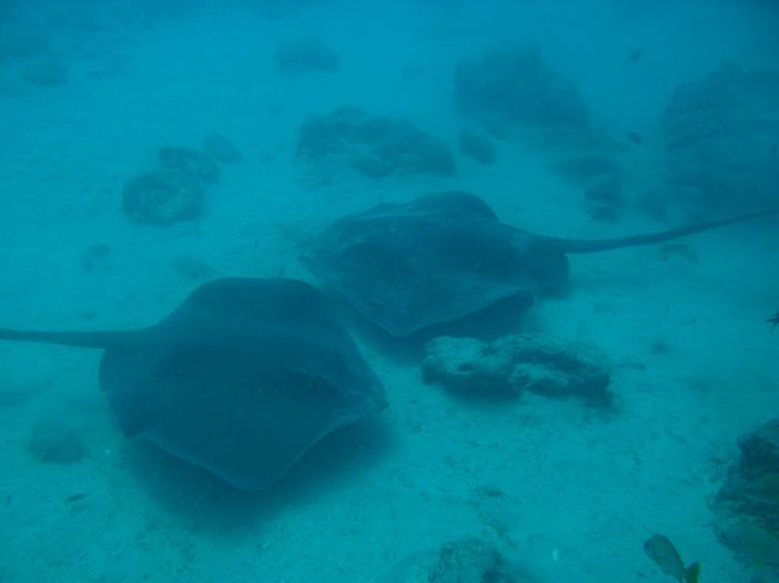 www.dive-man.ru