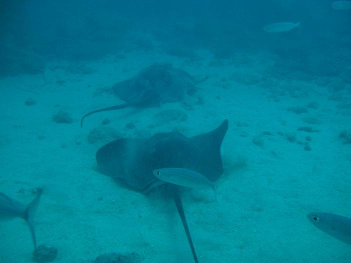 www.dive-man.ru