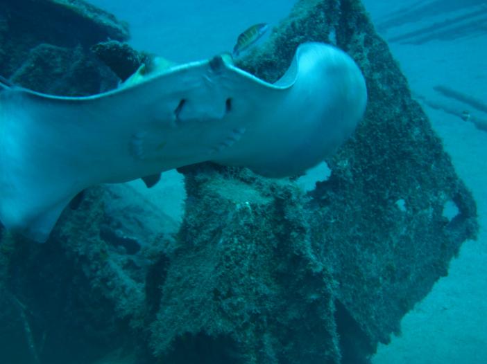 www.dive-man.ru
