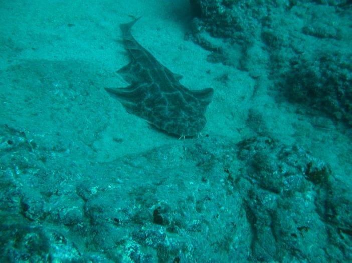www.dive-man.ru