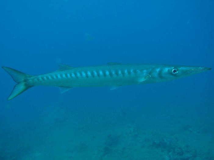 www.dive-man.ru