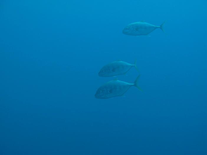 www.dive-man.ru